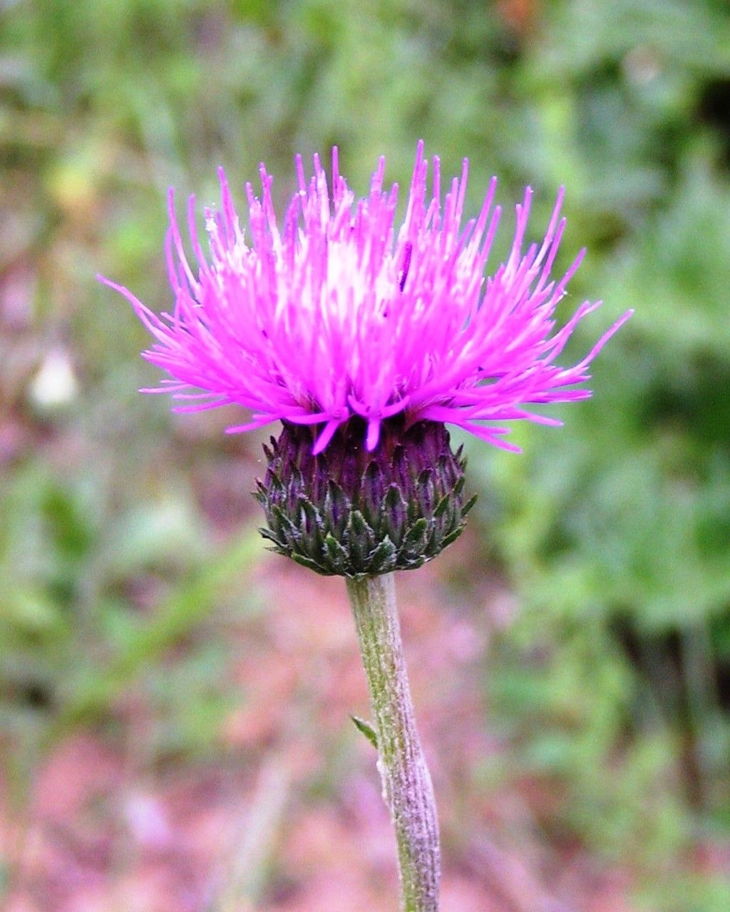 Cirsium filipendulum flower