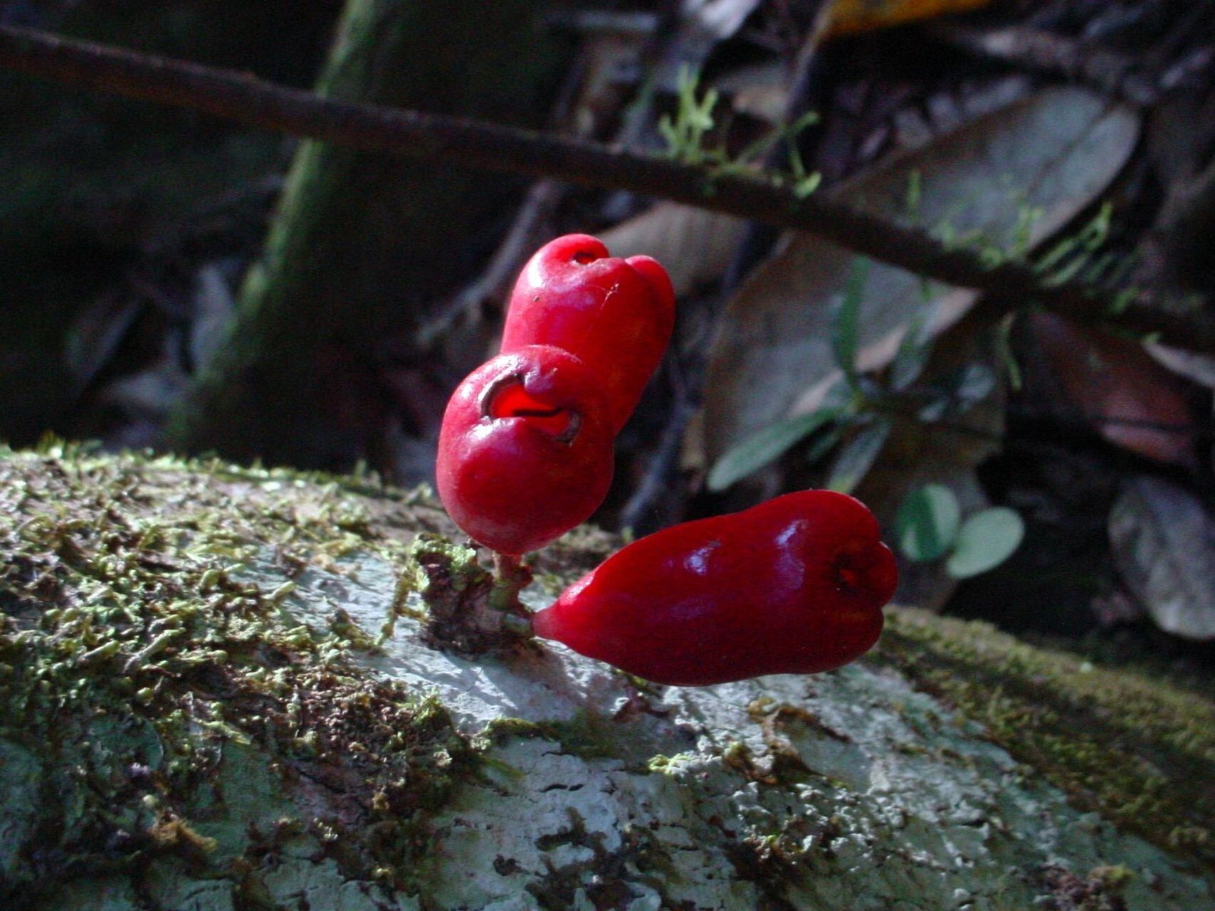 Syzygium dawsonianum fruit