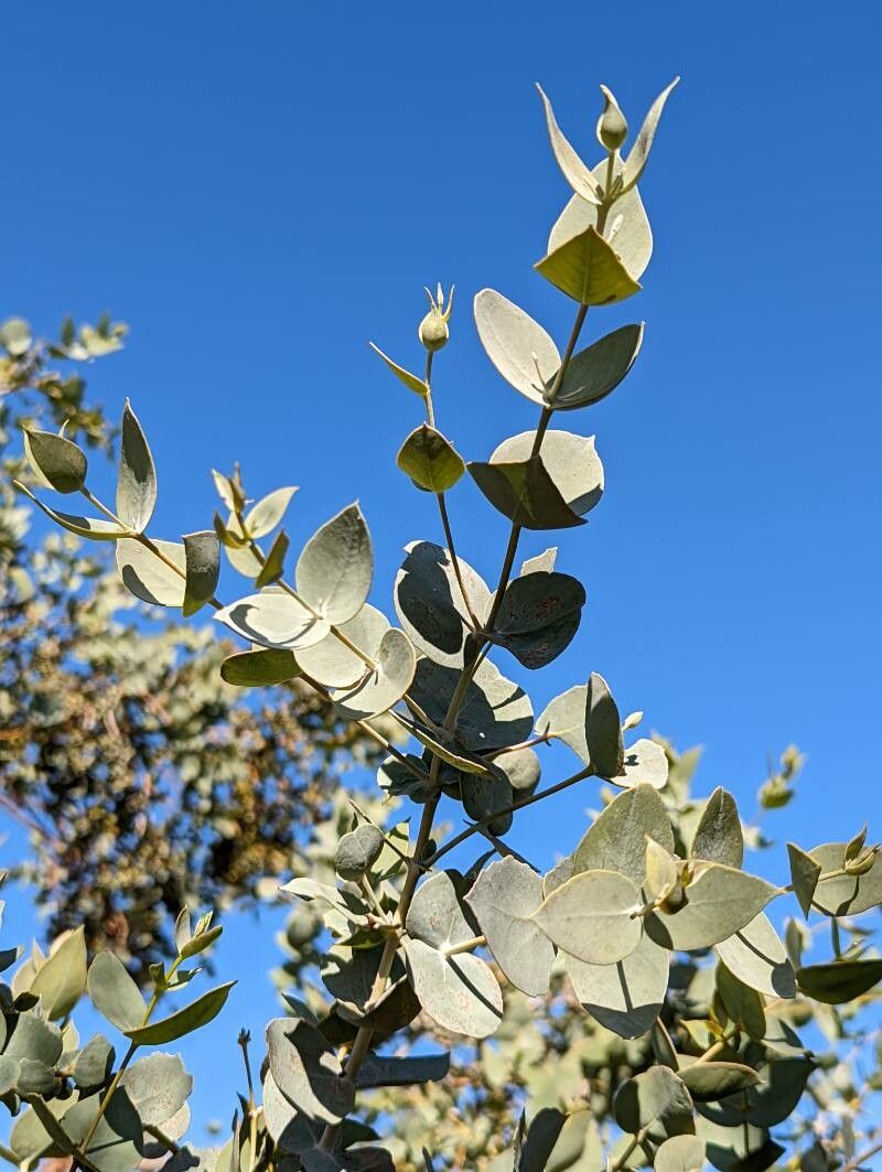 Eucalyptus gillii — search result for 'Eucalyptus'