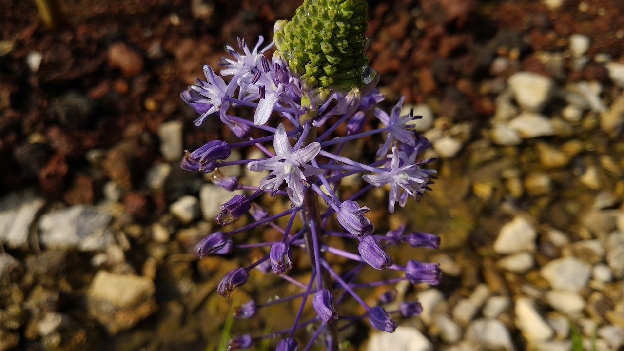 Zagrosia persica flower