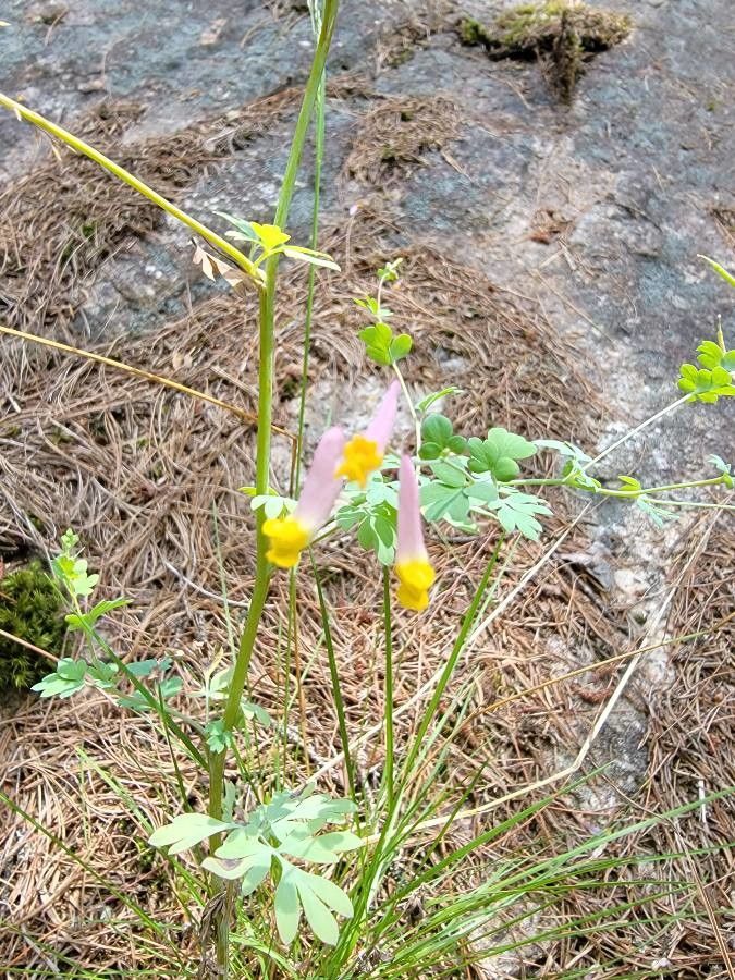 Corydalis sempervirens flower