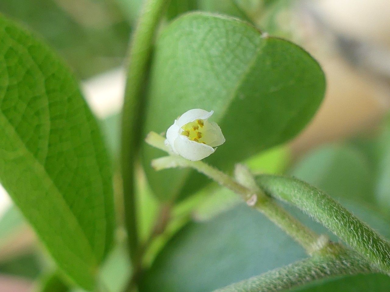 Cocculus orbiculatus flower