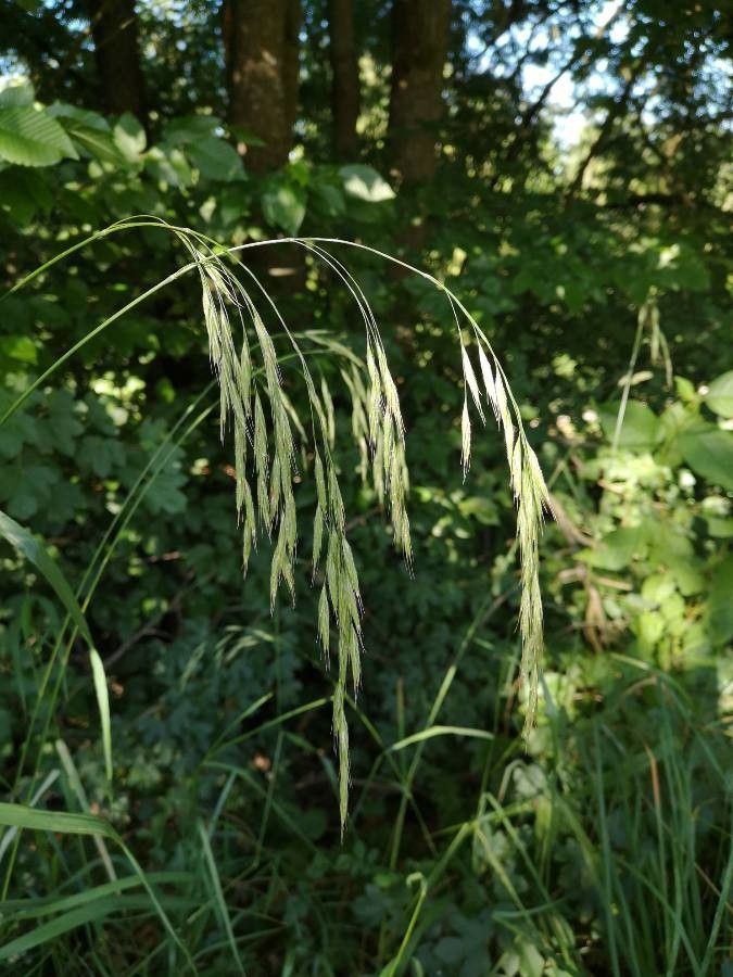 Bromus benekenii flower