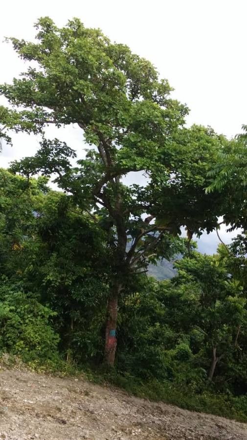 Erythrina berteroana bark