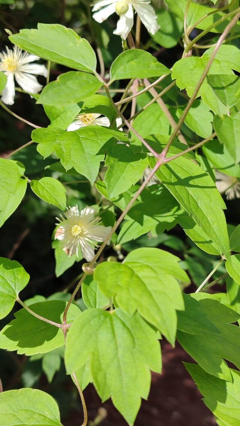 Clematis potaninii — search result for 'Clematis'