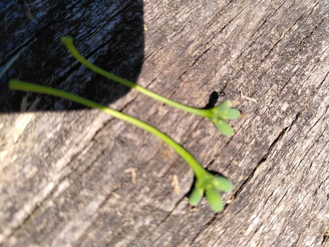 Cordia americana fruit