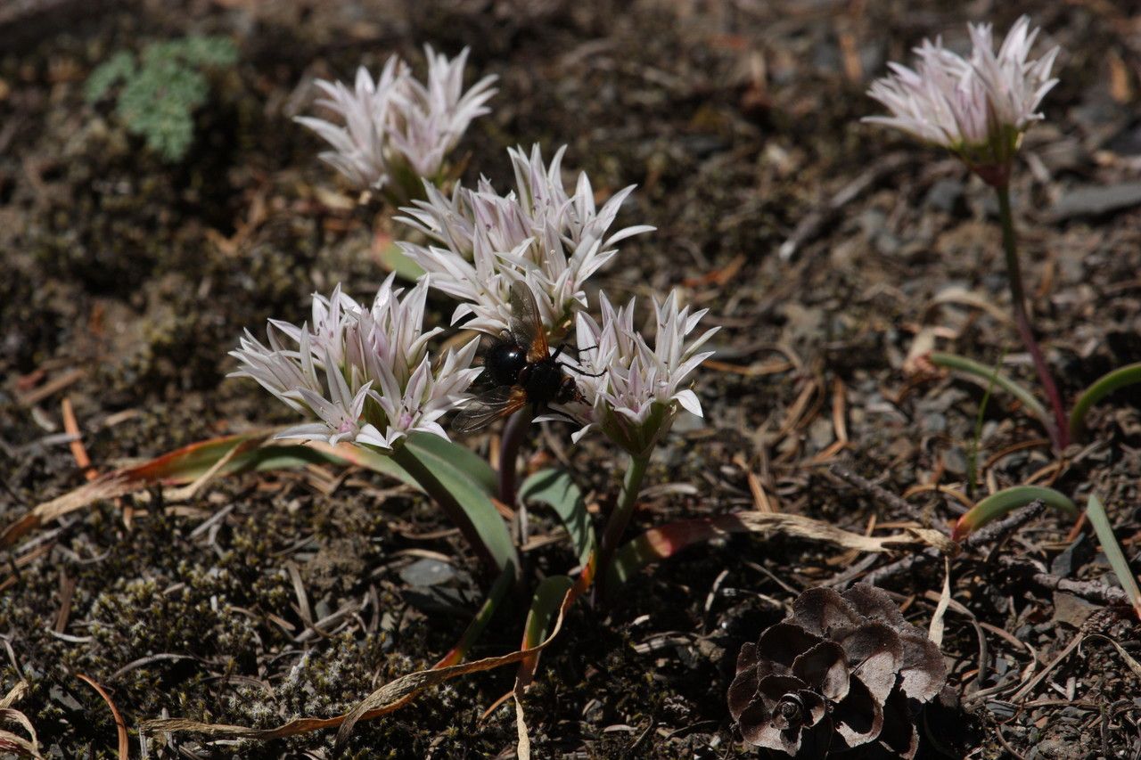 Allium crenulatum — search result for 'Allium'