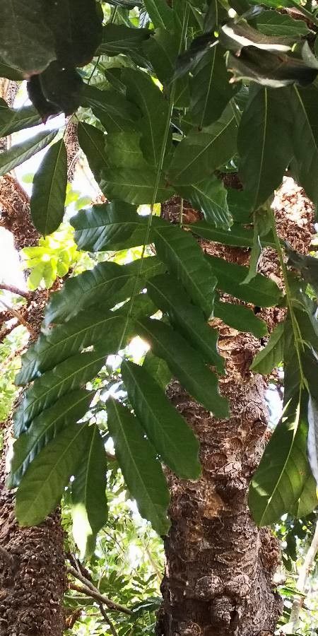 Swietenia macrophylla leaf