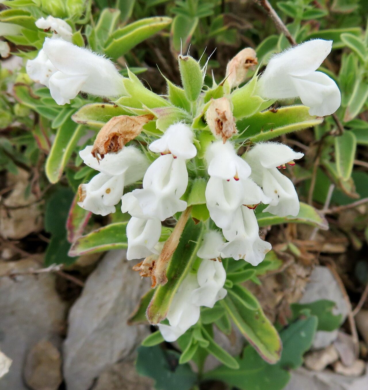 Dracocephalum renati flower