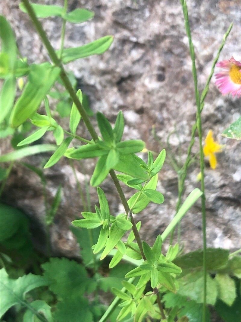 Hypericum perfoliatum — search result for 'Hypericum'