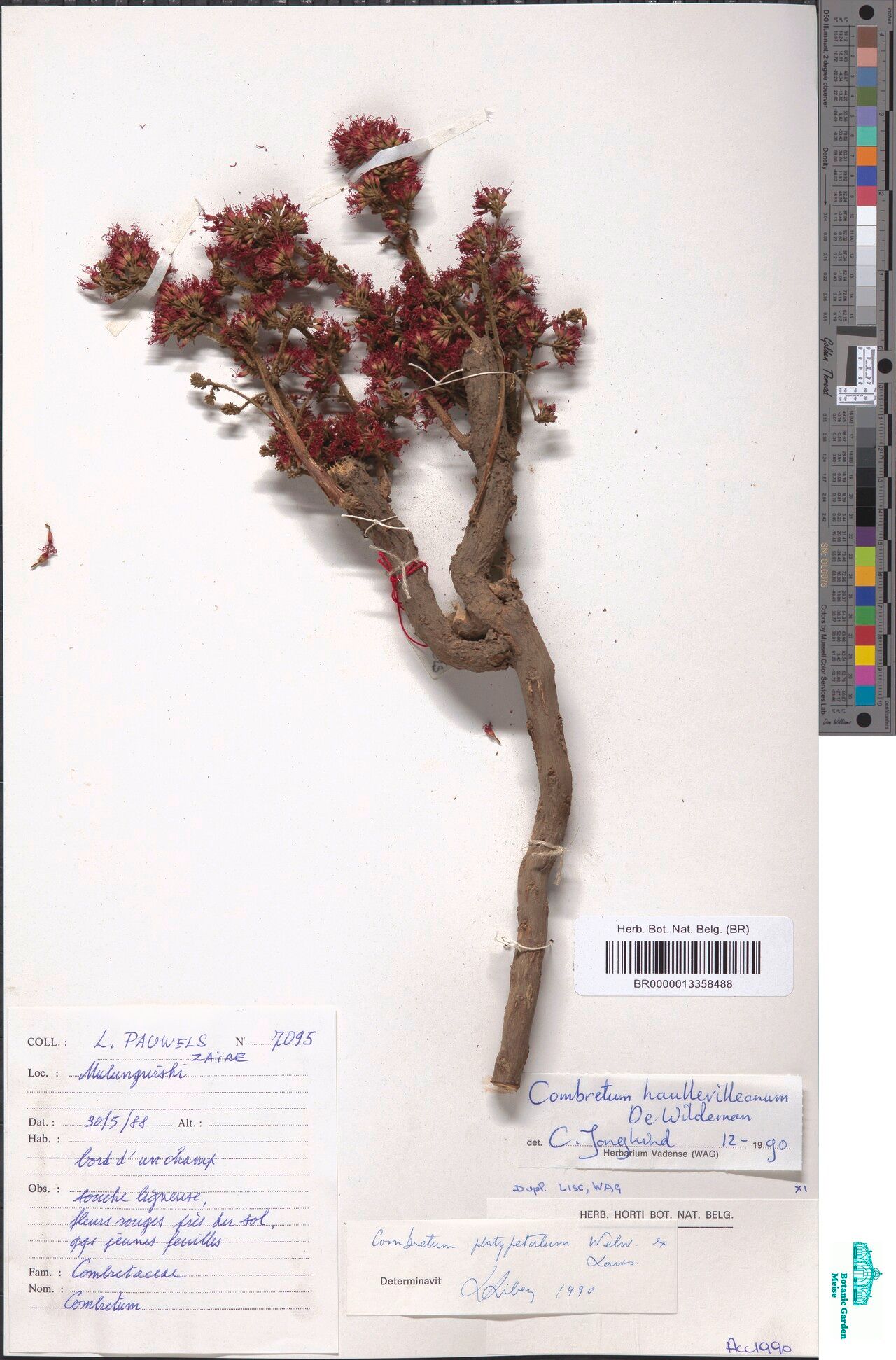 Combretum haullevilleanum — houseplant care guide