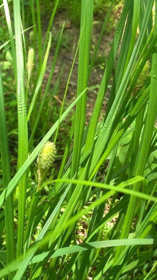 Carex squarrosa fruit