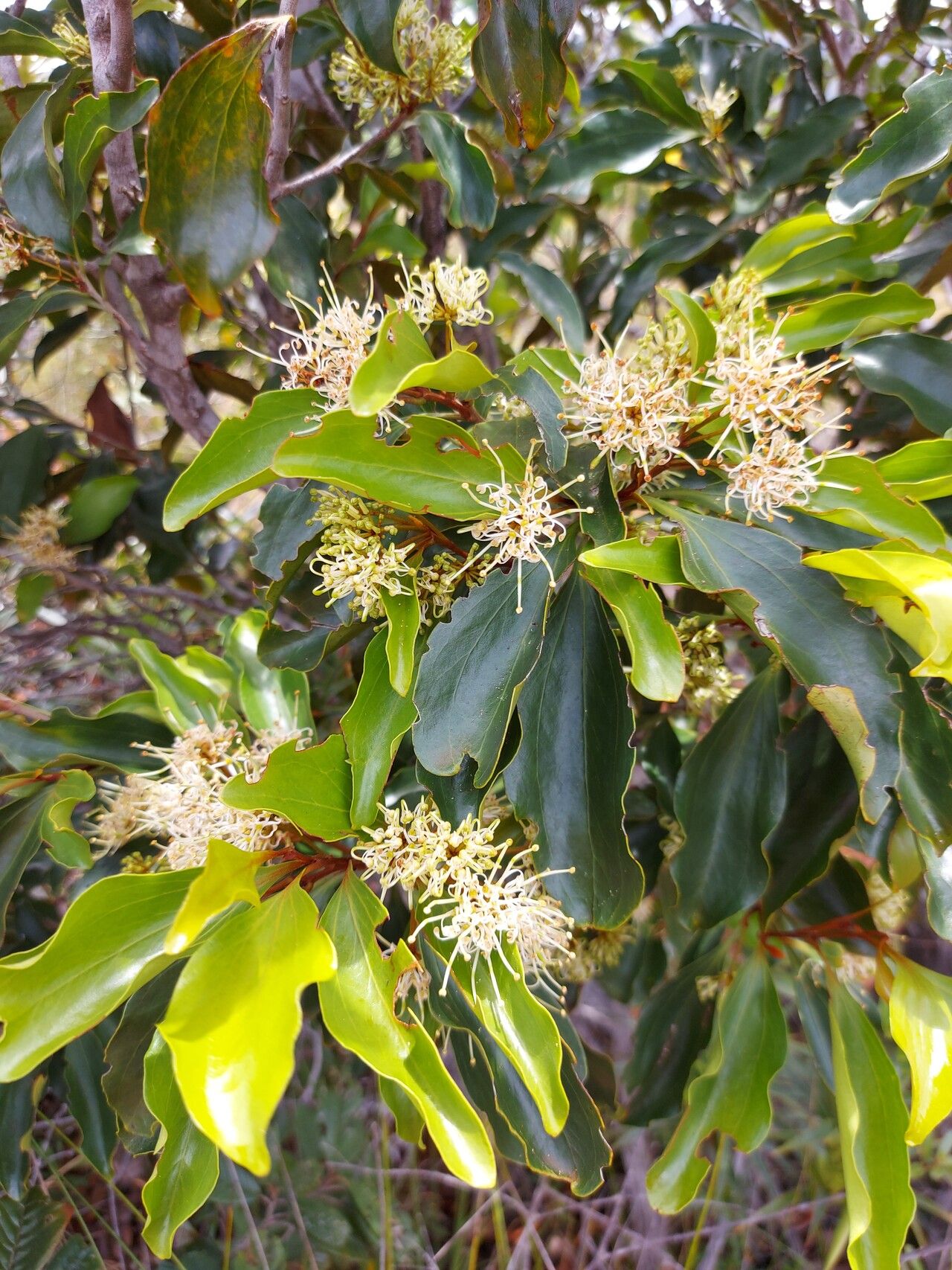 Stenocarpus comptonii flower