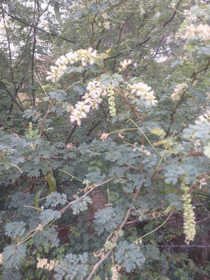 Senegalia modesta flower