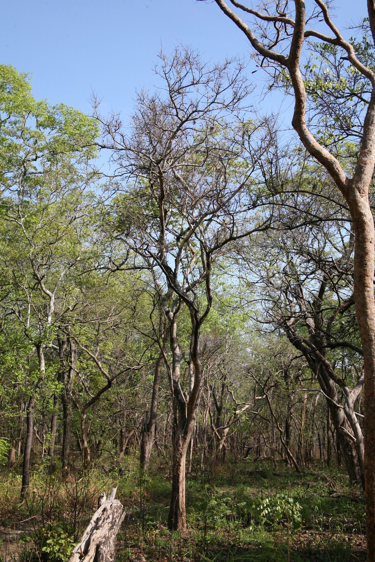 Strychnos innocua habit
