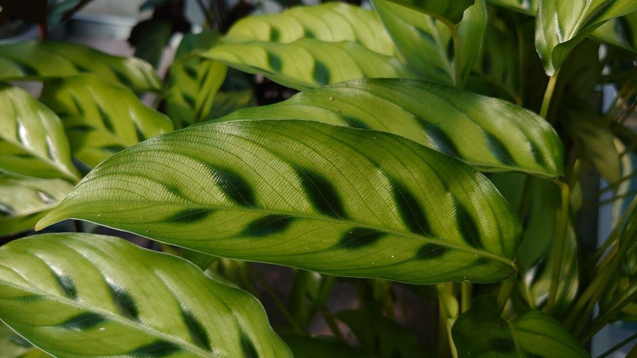 Calathea bachemiana