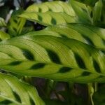 Calathea bachemiana