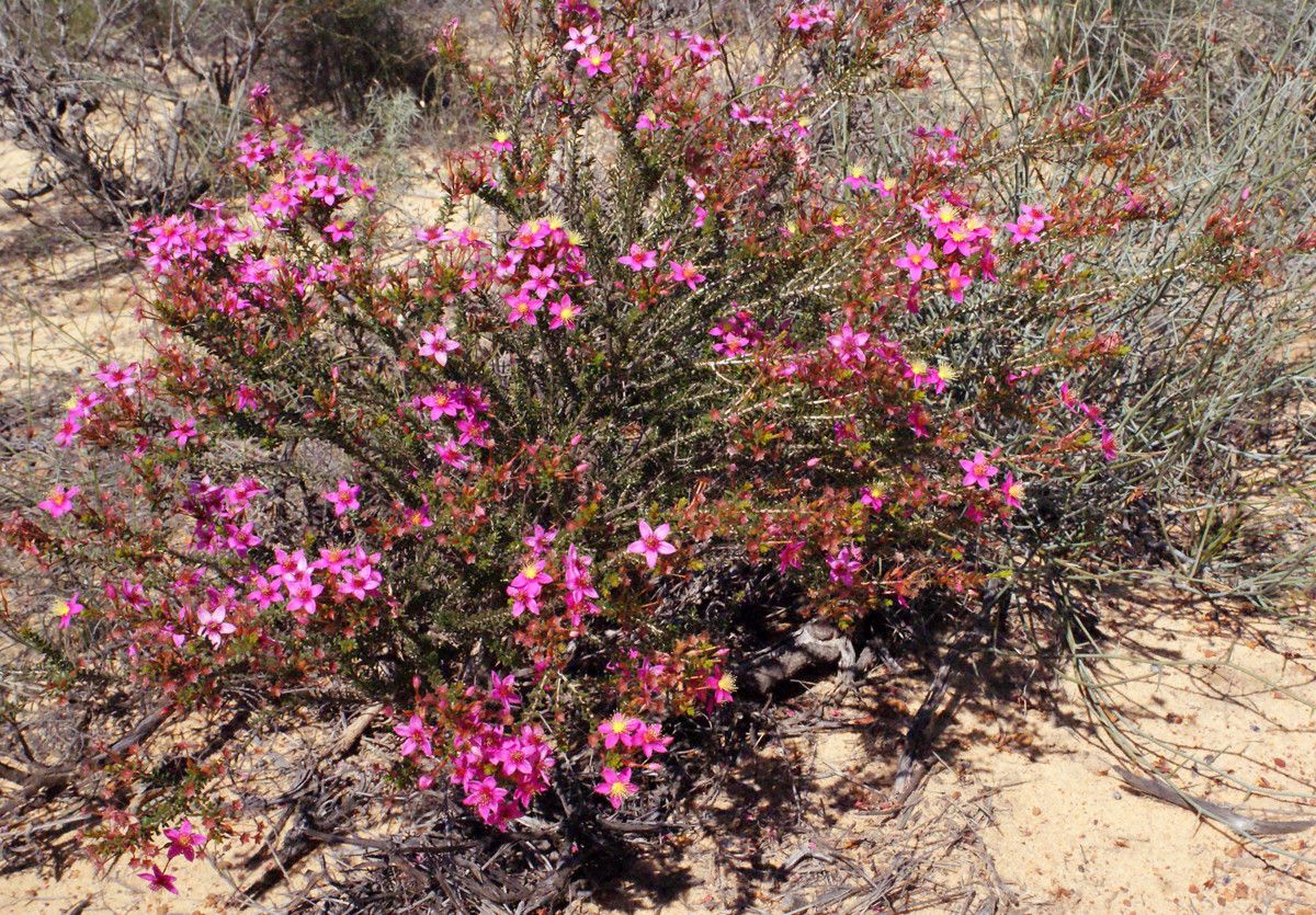 Calytrix oldfieldii habit