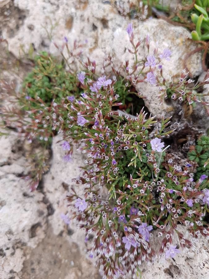 Limonium pseudominutum flower