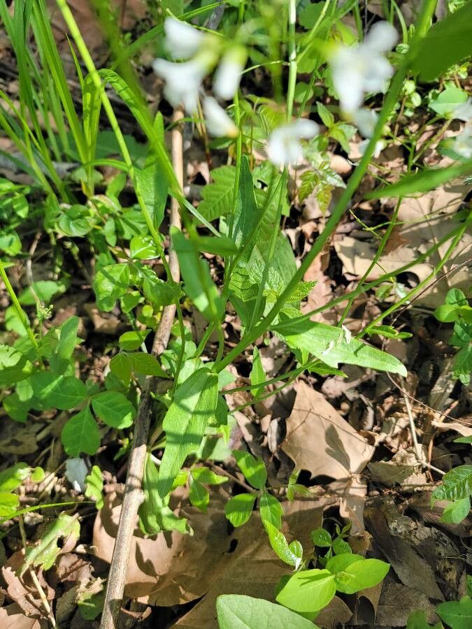 Cardamine bulbosa leaf