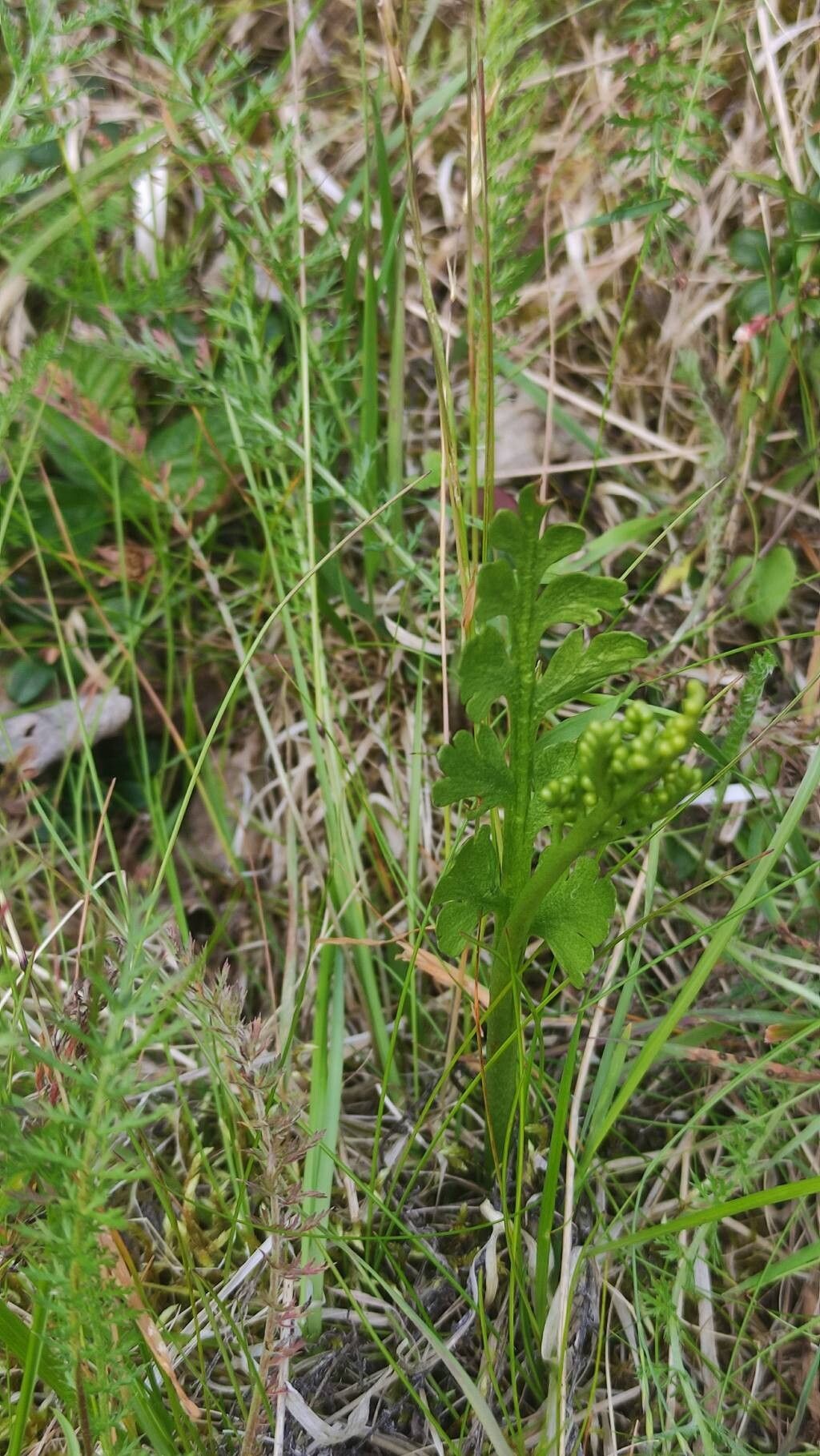 Botrychium lanceolatum leaf