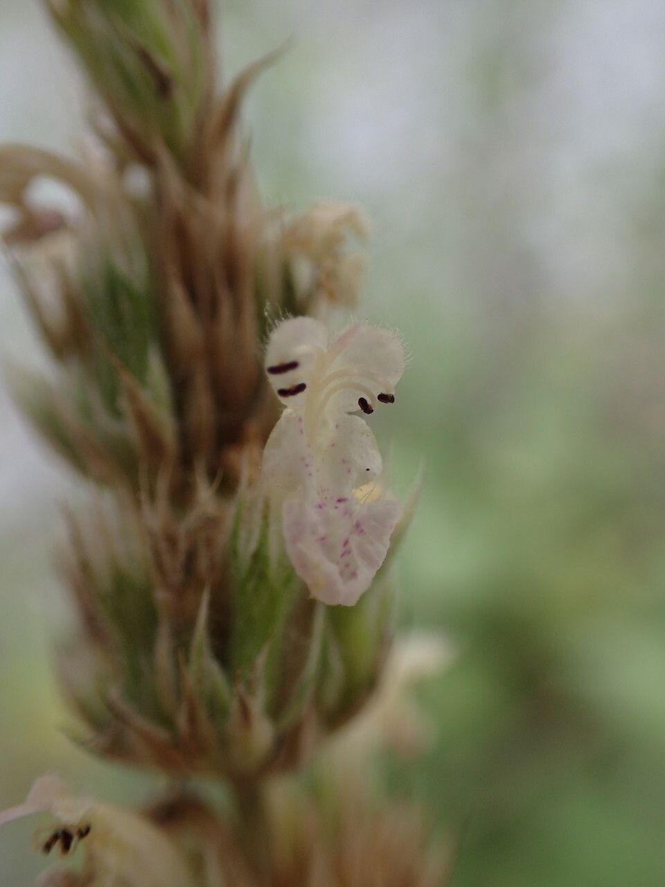 Nepeta parnassica flower