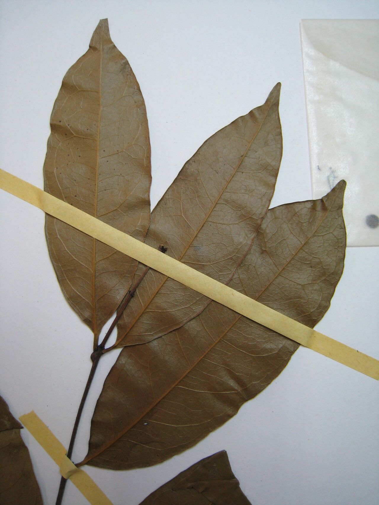 Tontelea laxiflora — related species from the same genus