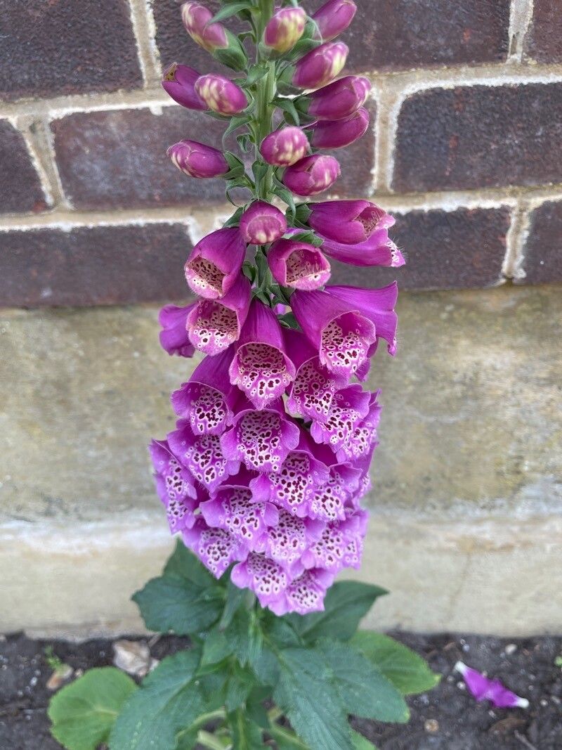 Digitalis micrantha x Digitalis purpurea flower