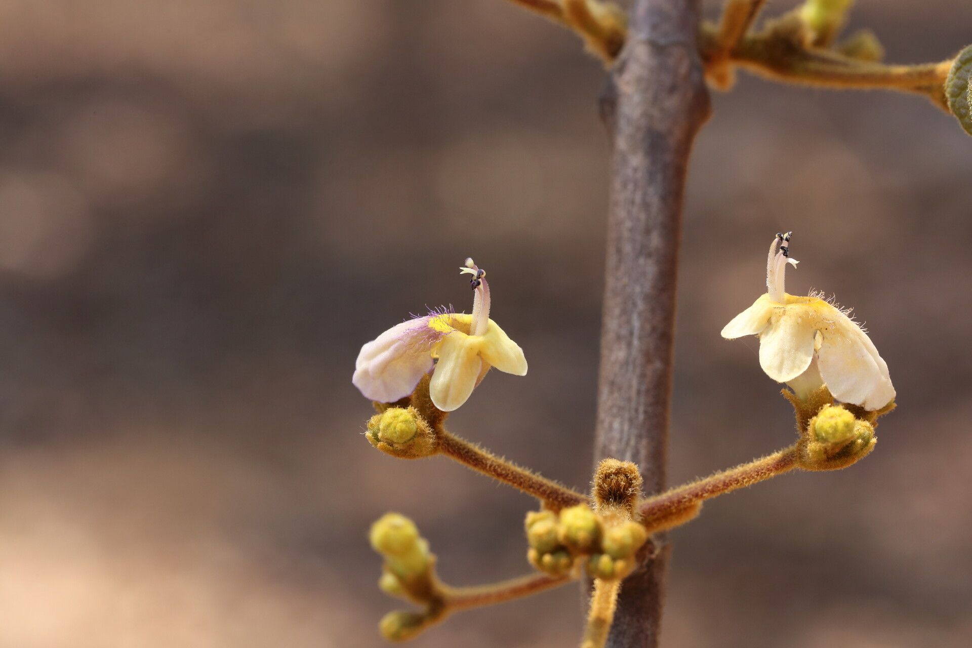 Vitex mombassae flower