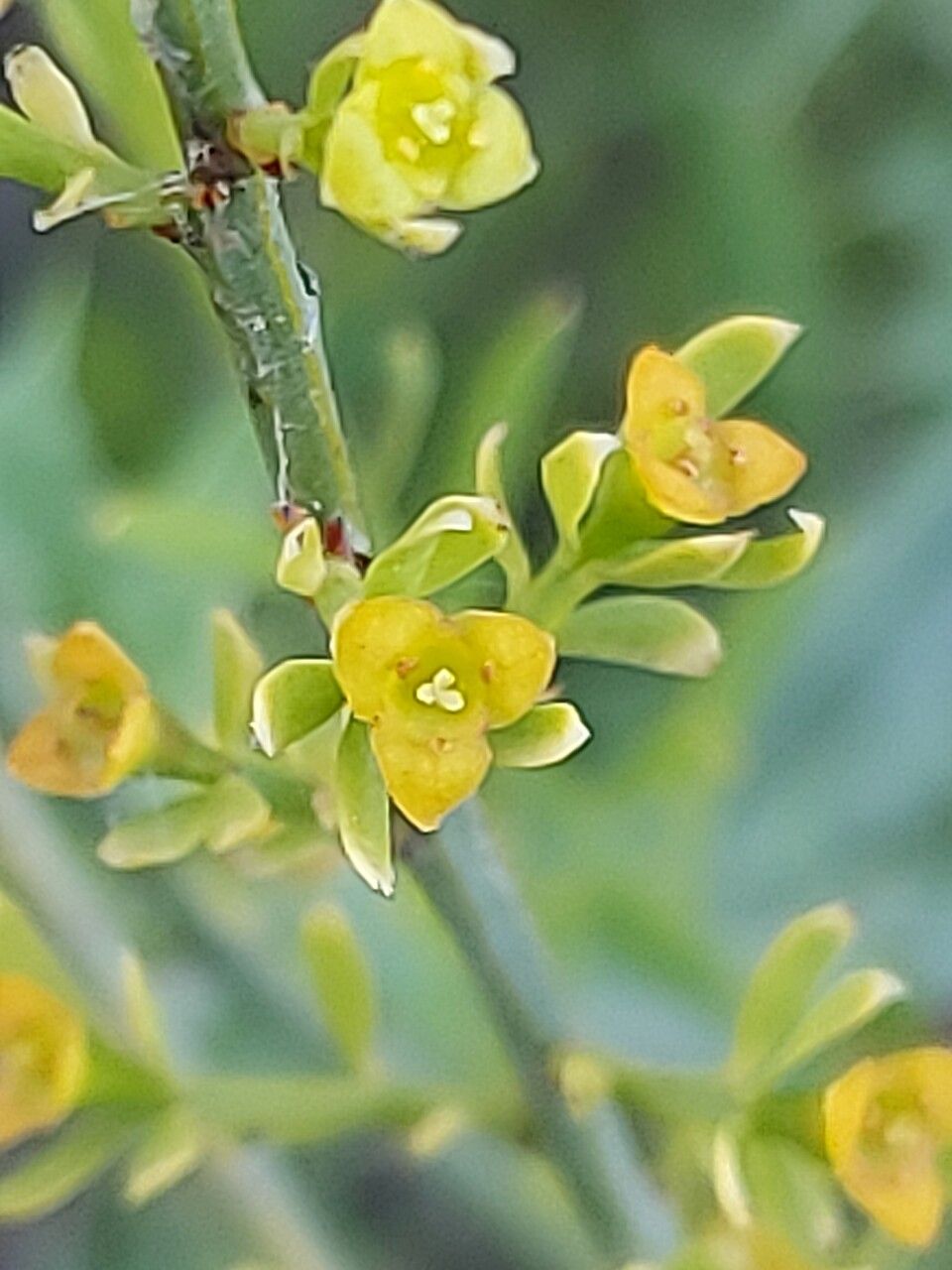 Osyris alba flower