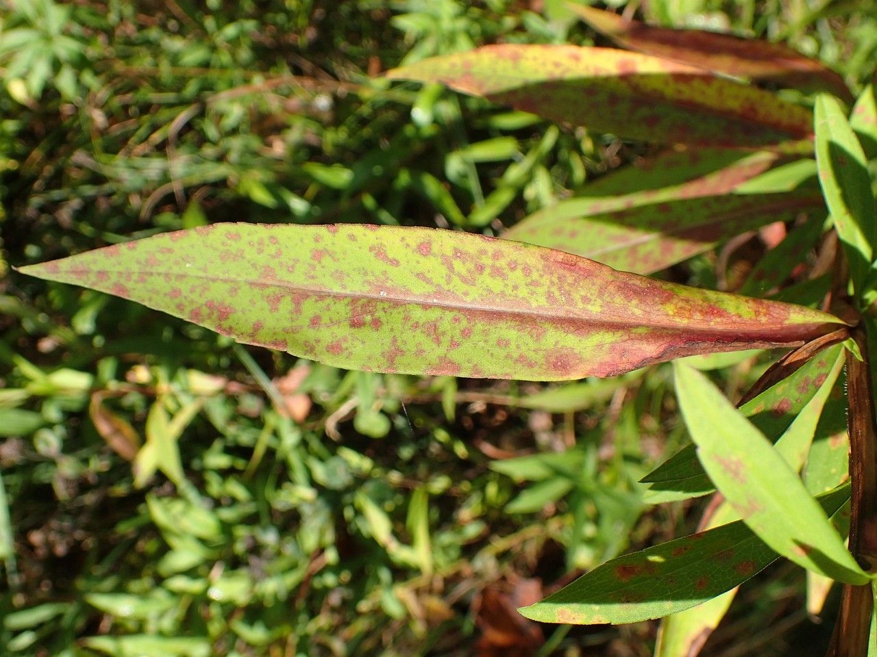 Symphyotrichum × salignum — search result for 'Symphyotrichum'
