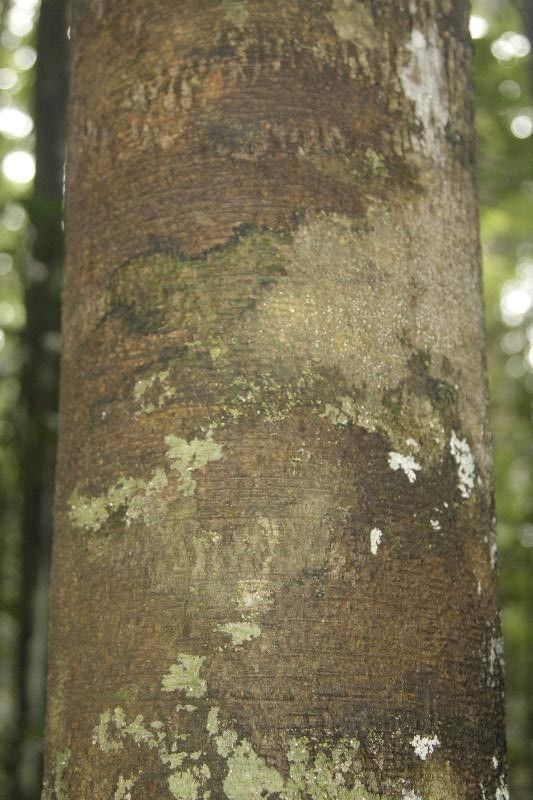 Brosimum parinarioides — search result for 'Brosimum'