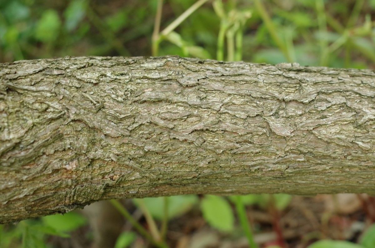 Rhododendron rex bark