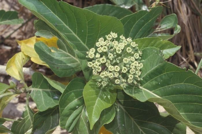 Ceodes grandis flower