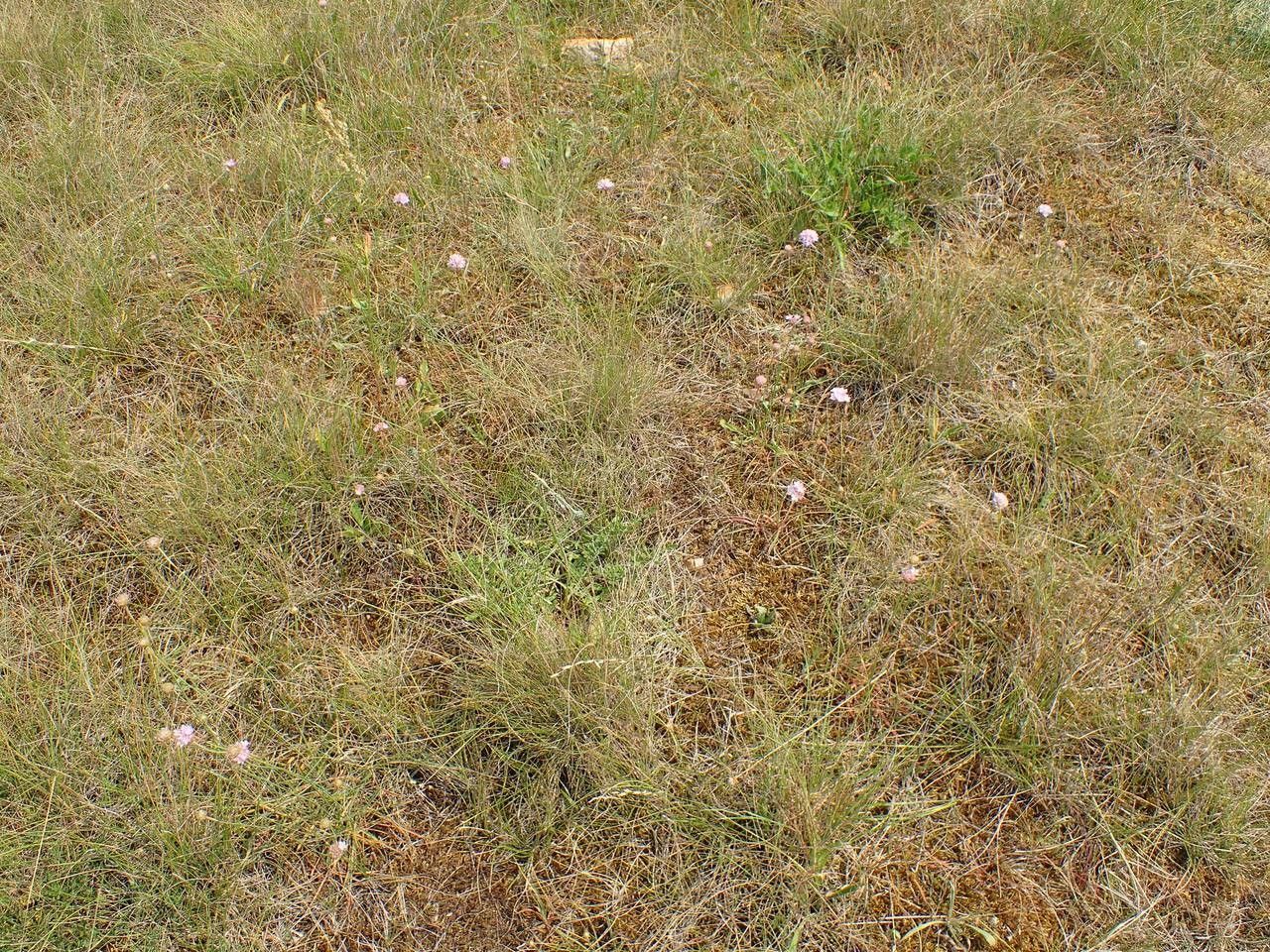 Armeria vulgaris habit
