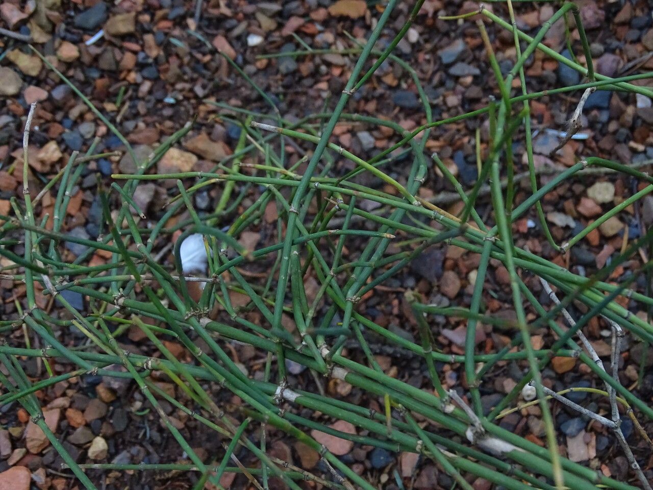 Ephedra glauca — search result for 'Ephedra'