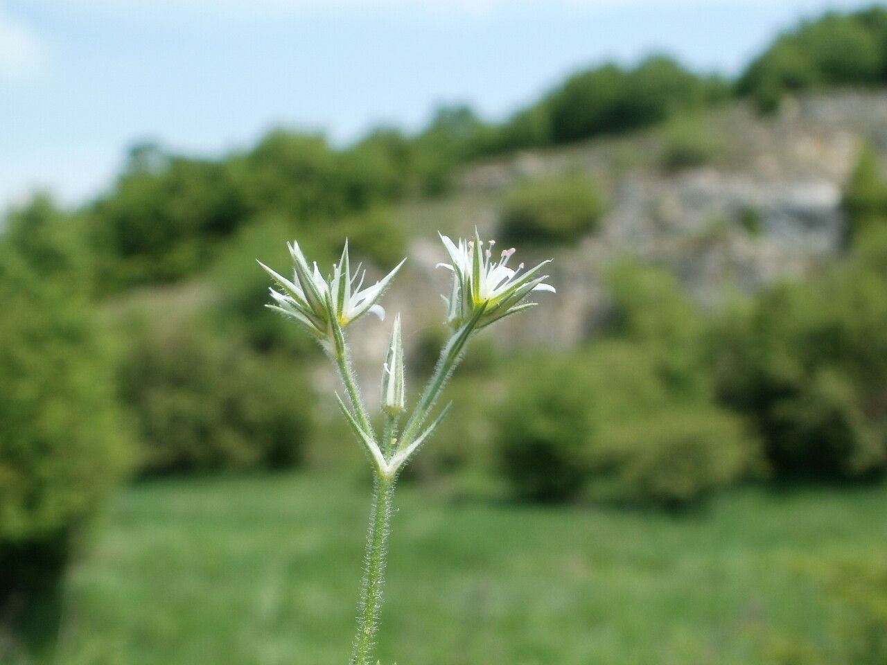 Minuartia glomerata flower