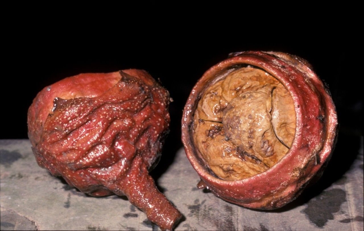 Lecythis pneumatophora fruit