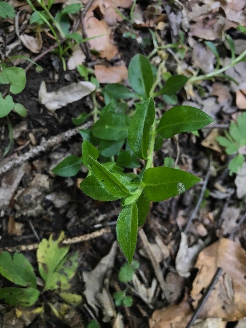 Cerastium sylvaticum — search result for 'Cerastium'