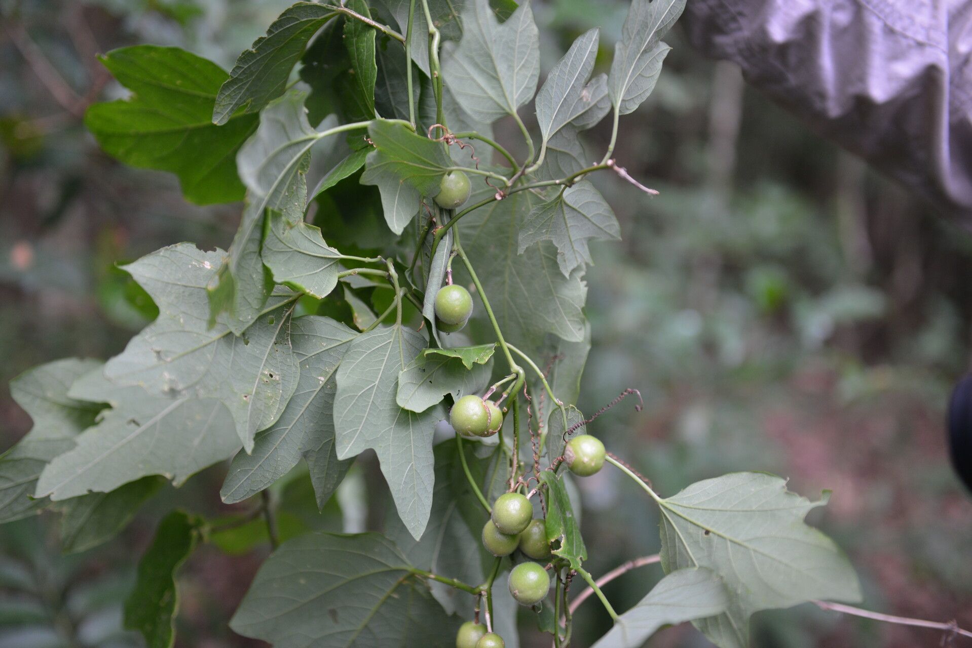 Passiflora holosericea fruit