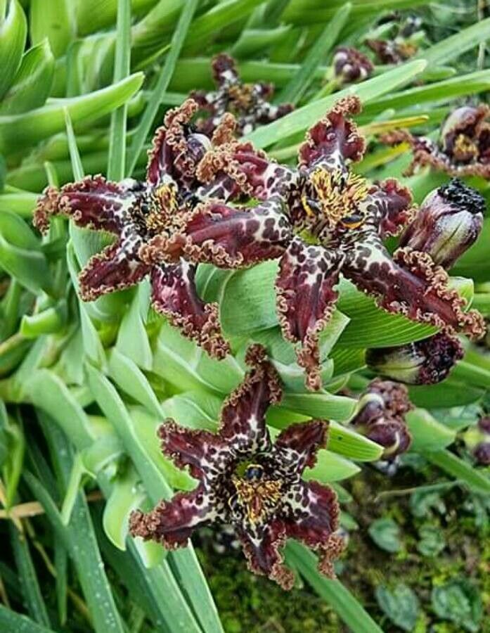 Ferraria crispa flower