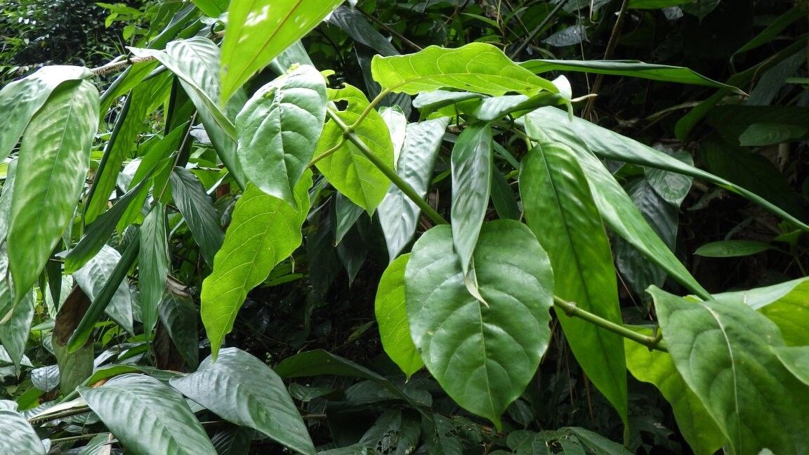 Chassalia macrodiscus — houseplant care guide