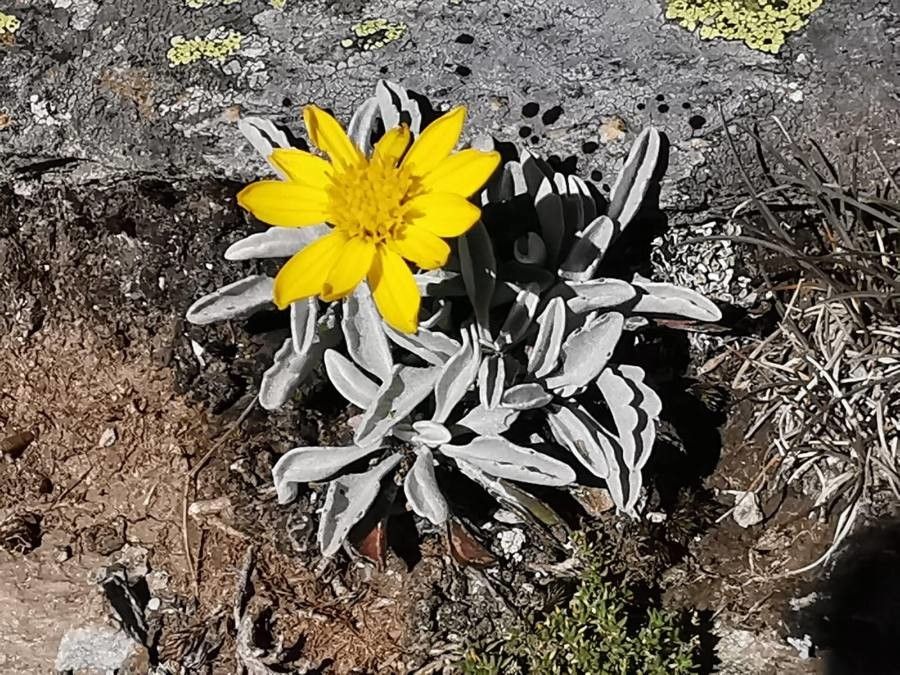 Jacobaea uniflora flower