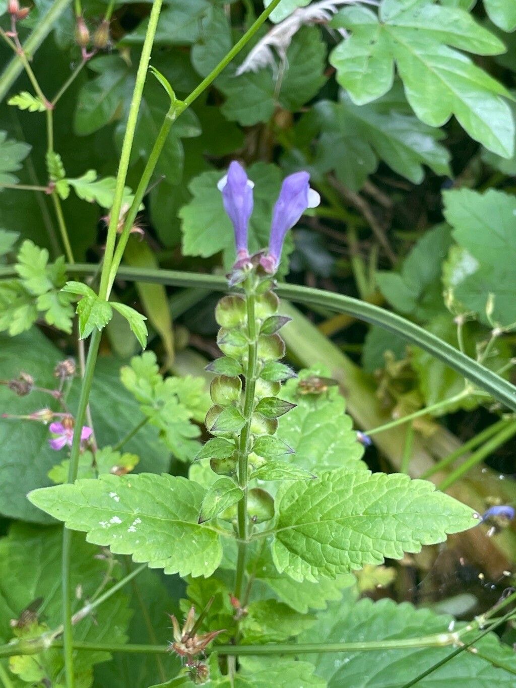 Scutellaria altissima flower