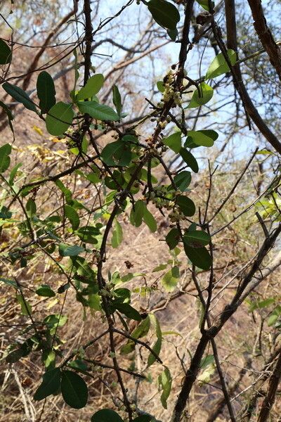 Garcinia robsoniana habit