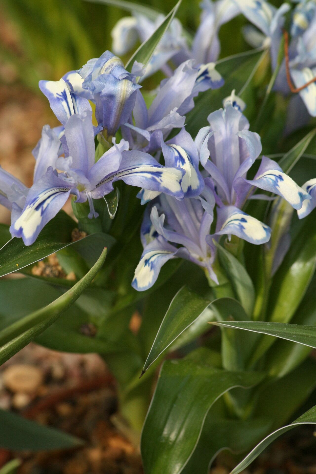 Iris willmottiana flower