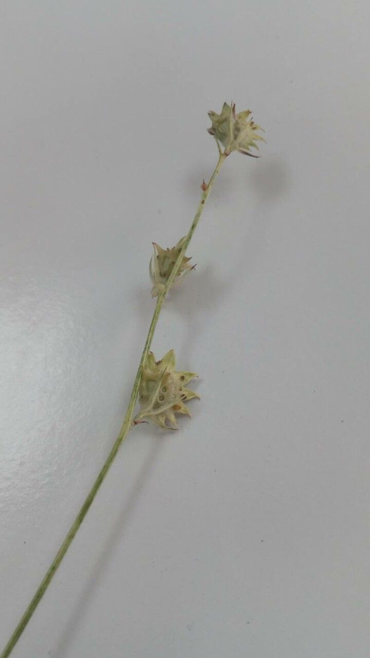 Onobrychis aequidentata fruit