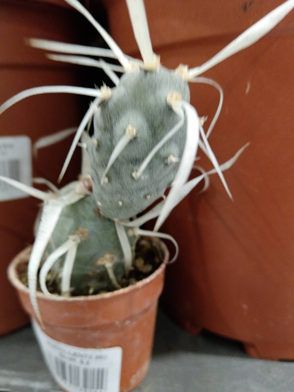 Tephrocactus articulatus flower