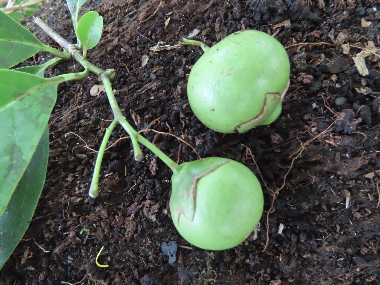 Bourreria costaricensis fruit