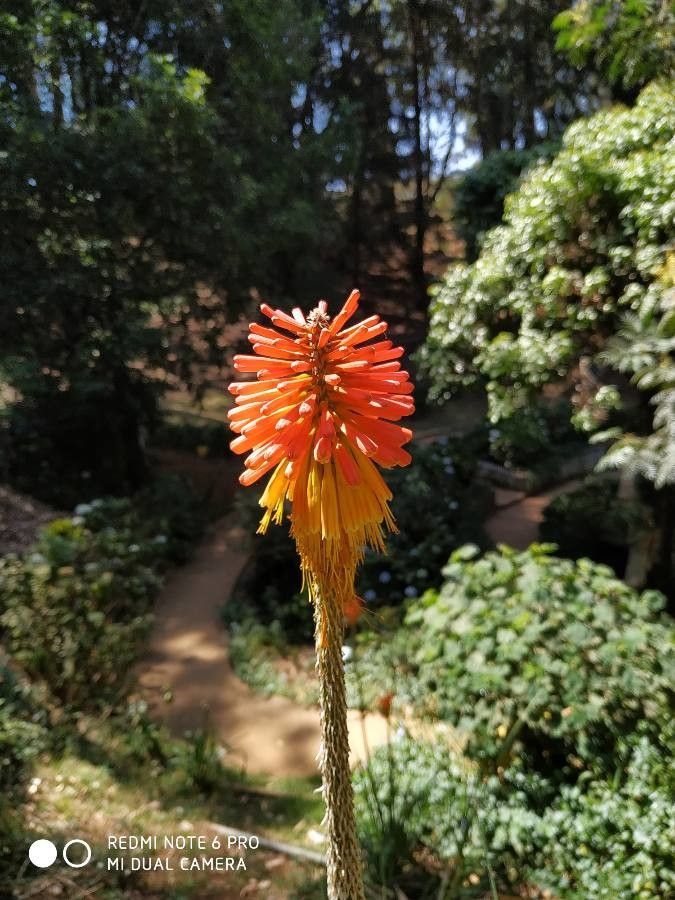 Kniphofia linearifolia flower